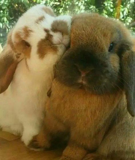 Two Rabbits, Pet Bunny, Bunny Pictures, Adorable Bunny, Bunny Lovers, Funny Bunnies, Baby Bunnies, Cute Creatures