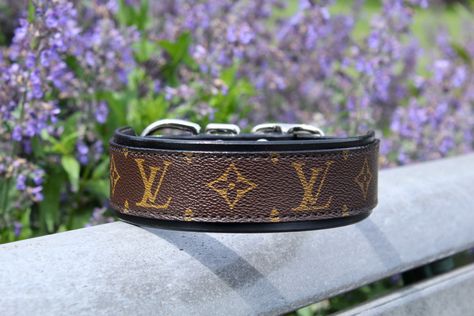 Gucci dog collar