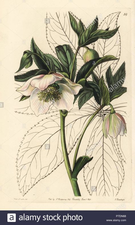 Download this stock image: Eastern hellebore or Lenten rose, Helleborus orientalis. Handcoloured copperplate engraving by George Barclay after an illustration by Miss Sarah Drake from Edwards' Botanical Register, edited by John Lindley, London, Ridgeway, 1842. - P7DN68 from Alamy's library of millions of high resolution stock photos, illustrations and vectors. Botanical Printables, Christmas Roses, Botanical Photography, Sarah Ann, Lenten Rose, Flower Illustrations, Illustration Botanique, Christmas Rose, Vintage Botanical Prints