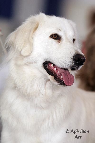 Akbash | Cathy | Flickr Akbash Dog, Socializing Dogs, Every Dog Breed, Livestock Guardian Dog, Livestock Guardian, Great Pyrenees Dog, Huge Dogs, Coban, Dog Cute