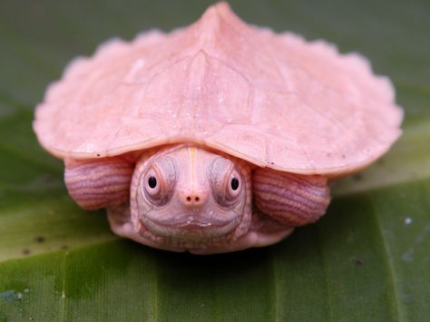 [​IMG] Mississippi Map Turtle, Map Turtle, Pink Turtle, Turtle Drawing, Tortoise Turtle, Rare Species, Cute Turtles, Reptiles And Amphibians, Cute Little Animals