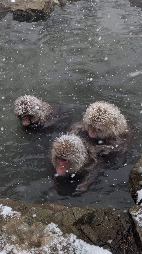 Monkey, Snow Monkeys, Snow Monkey, Cute Animals, Hot Springs, Japan, Snow, Cold, Winter, Natural Hot Springs, Rocky Hot Springs, Travel Inspo, Winter Holiday, Baby Monkey Japan Winter Aesthetic, Snow Monkeys Japan, Monkey Cute, Snow Monkeys, Japan Winter, Trip Aesthetic, Natural Hot Springs, Snow Monkey, Hot Pools