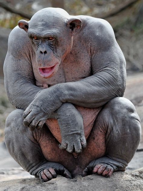 I never realized how built chimpanzees were until I saw a picture of a hairless one. - Imgur Hairless Chimpanzee, Hairless Animals, Great Ape, A Monkey, Rare Animals, Baboon, Primates, Unique Animals, Animal Wallpaper