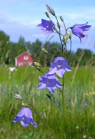 Scottish Flowers, Indoor Flowering Plants, Flower Fairies, Forest Flowers, Beautiful Blooms, Flowers Nature, Native Plants, Ikebana, Pretty Flowers