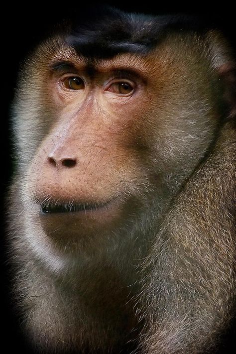 Pig-Tailed Macaque by Prabu dennaga on 500px Go Ape, Ape Monkey, Wise One, Mandrill, Baboon, Primates, Strike A Pose, Beautiful Creatures, Pet Birds