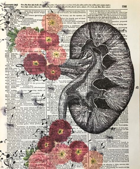 Kidney Anatomy, Yoga Art Painting, Anatomical Art, Honeybee Art, Vintage Pages, Bee Pictures, Black And White Art Drawing, Dictionary Page, Medical Art