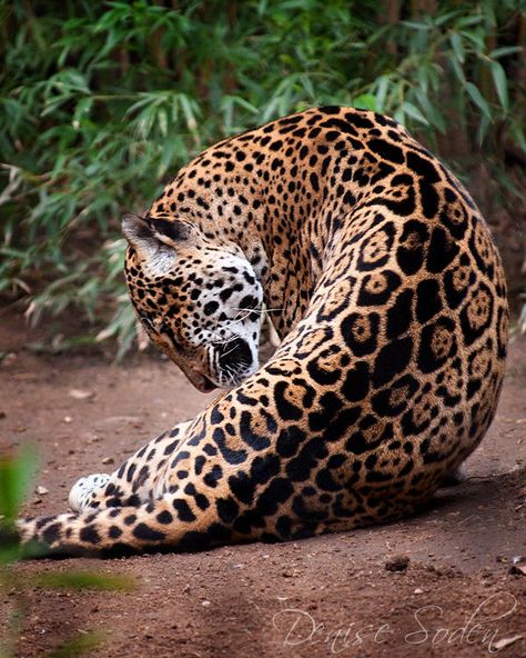 Jaguar Reference, Jaguar Leopard, Jaguar Animal, Serval Cats, Breathtaking Nature, Pretty Kitty, Gorgeous Cats, Leopards, Animal Wallpaper