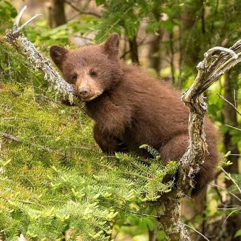 Cinnamon Bear, Cinnamon Bears, Bear Cub, Like Animals, Bear Cubs, Wildlife Animals, Black Bear, Nature Animals, Mammals