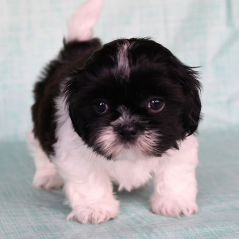 Female Shih Tzu, Puppy Finder, Shih Tzu Puppies, Puppies For Sale Near Me, Very Cute Puppies, Puppy Kisses, Shih Tzu Puppy, Lap Dogs, Shih Tzu Dog