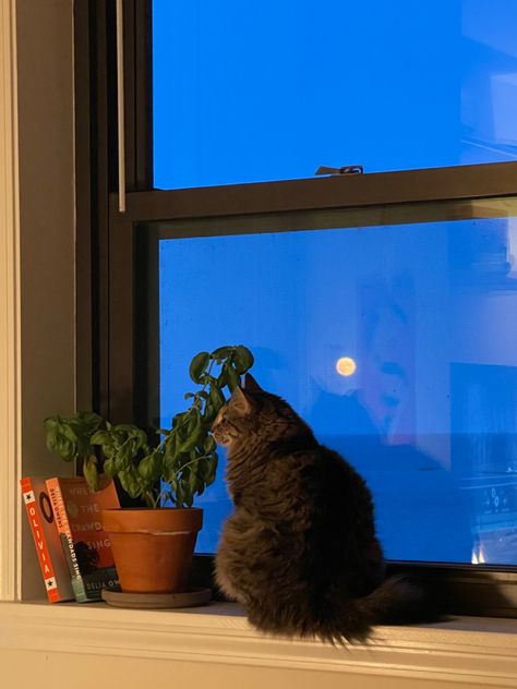 Plants On Window Sill Aesthetic, Plants On Window Sill, Cats Art Drawing, Plant Aesthetic, Cat Books, Pretty Animals, Window Sill, Night Time, Cat Art