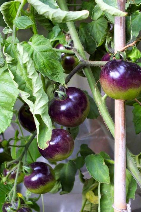 Black Tomatoes, Tomatoes Garden, Growing Tomatoes From Seed, Growing Tomato Plants, Tomato Farming, Vegetable Pictures, Goth Garden, Grow Tomatoes, Growing Greens