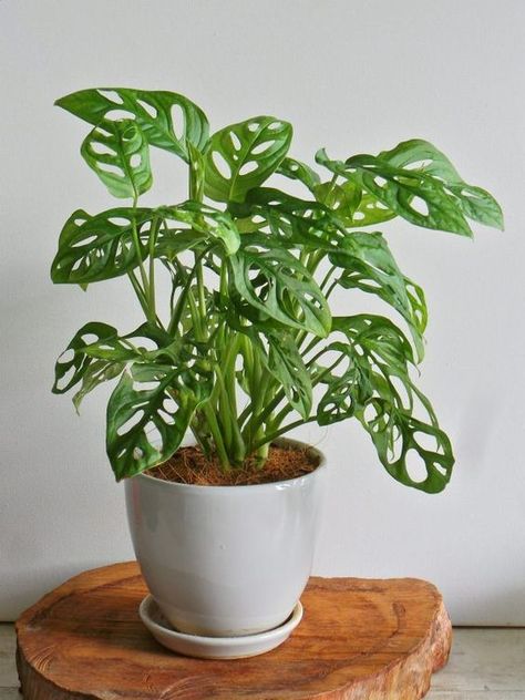 Swiss Cheese Plant - Monstera Adansonii Monstera Adansonii, Plant Care Houseplant, Swiss Cheese Plant, Cheese Plant, Apartment Decorating, Swiss Cheese, Plant Care, Apartment Decor, House Plants