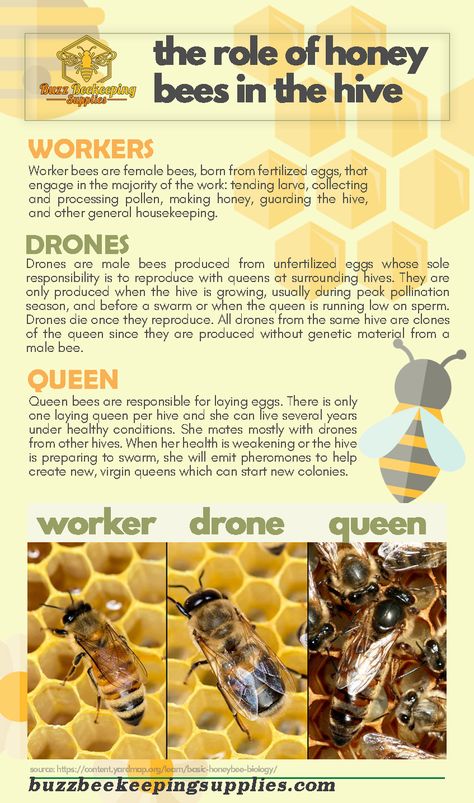 Role of Honey Bees in the Hive - Honey Bees Job - What Honey Bees Do beekeeper, About Honeybees and What’s inside a Hive, be a beekeeper, beekeepers, beekeeping, Beekeeping for Beginners Step By Step, beginner beekeeping, Facts about the Queen Bee, Fun Facts about honey bees, honey, HOW BEES MAKE HONEY, How Honey is Made, How to Start Beekeeping, The Beekeeper’s Calendar, The Life of a Worker Bee in the Hive (Female Honey Bees), The Life of Honey Bees, Types of honey bees in a hive How To Start A Bee Hive, Bee Keeping For Beginners Backyards, Raising Bees For Beginners, Bee Keeping For Beginners, Bee Facts For Kids, Facts About Honey Bees, Types Of Honey Bees, How Bees Make Honey, Beginner Beekeeping