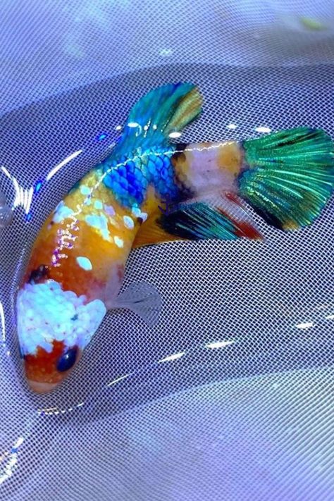 Types Of Betta Fish #Betta #Betta_Fish Aesthetic Fishing, Types Of Betta Fish, Fish Tank Ideas, Fish Aesthetic, Fish Tank Themes, Foto Bawah Air, Koi Betta, Betta Fish Types, Fish Tank Terrarium