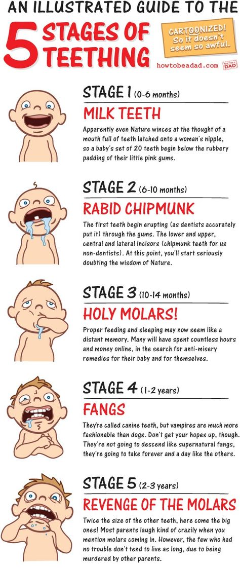 Funny 5 Stages of Teething Cartoonized Guide Baby Advice, Hospital Bag, Baby Time, Baby Development, Everything Baby, Baby Health, Baby Teeth, Baby Hacks, Warning Signs