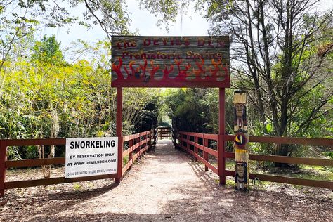 This Hidden Underground River Flowing Through Florida Is Absolutely Magical Williston Florida, Scuba Certification, Underground River, Underwater Party, Cedar Key, Secret Passages, River Flowing, Florida Oranges, Florida Trip