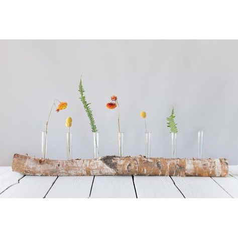 Foundry Select 8 Piece Siebert Clear 7" Glass Table Vase Set | Wayfair Test Tube Crafts, Birch Vase, Test Tube Vase, Birch Branches, Flowers Ideas, Wood Logs, Wood Vase, Table Vase, Creative Co Op