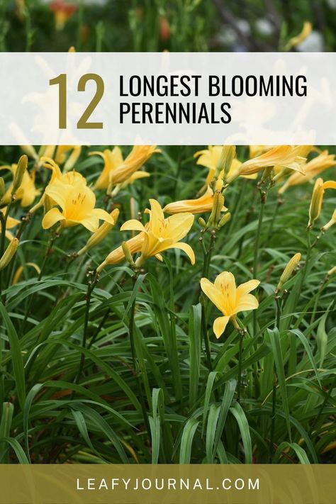 Create an endless garden of vibrant colors with these 12 longest blooming perennials! Say goodbye to short-lived blooms and embrace a kaleidoscope of beauty that lasts throughout the seasons. From sun-loving to shade-tolerant varieties, these perennials will keep your garden bursting with color from spring to fall. Whether you're a seasoned gardener or a beginner, these reliable and resilient plants will bring joy and splendor to your outdoor space. Blooming Perennials, Long Blooming Perennials, Annual Flowers, Blooming Plants, Flowering Shrubs, Colorful Landscape, Perennial Plants, The Seasons, Blooming Flowers