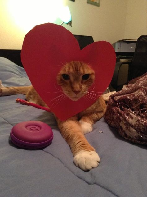 . Silly Valentines, Valentines Day Cat, Cat Profile, Happy Valentines Day Images, Kitty Love, Silly Cats Pictures, Cat Holidays, Valentines Wallpaper, Cat Photos