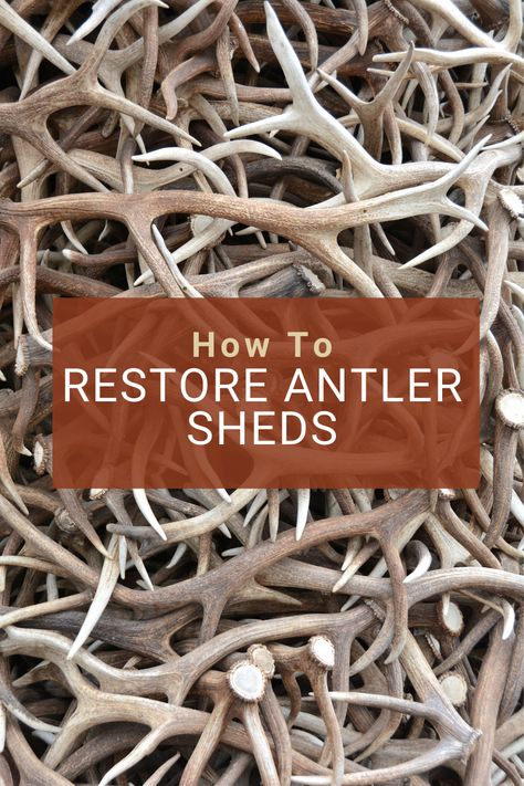 Antler Sheds Ideas, How To Clean Antlers, Projects With Deer Antlers, Deer Antler Mantle Decor, Things To Make With Antlers, Mounting Antlers Diy, What To Do With Antlers, Things To Make With Deer Antlers, Things To Do With Deer Antlers