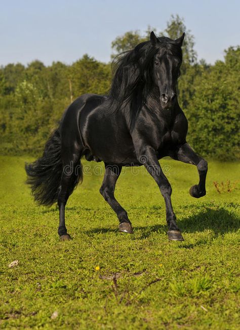 The free black horse run gallop on the field. The free black pura raza espanola , #AD, #horse, #run, #free, #black, #gallop #ad Wolverine Animal, Beautiful Horses Photography, Horse Inspiration, Black Stallion, Black Horses, Most Beautiful Horses, Friesian Horse, Most Beautiful Animals, Majestic Horse