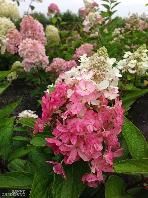 When Do Hydrangeas Bloom, Yard Flowers, Garden Tower, Beautiful Flower Garden, Hydrangea Landscaping, Berry Garden, Panicle Hydrangea, Hydrangea Bloom, Hydrangea Care