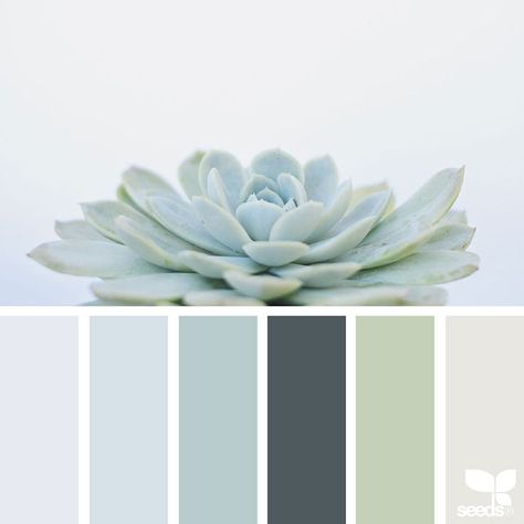 Seeds Color Palette, Spa Colors, Interior Paint Colors Schemes, Seeds Color, Nature Inspired Decor, Nature Color Palette, Room Color Schemes, Theme Color, Design Seeds