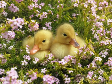 Pet Ducks, Cute Ducklings, Baby Ducks, Pretty Animals, Fluffy Animals, Cute Creatures, Nature Aesthetic, Cute Little Animals, 귀여운 동물