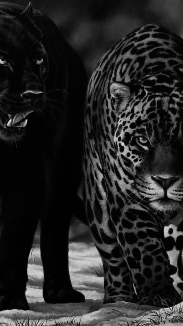 Black Panter Wallpers, Panther Wallpaper Aesthetic, Black Panther And Leopard, Pantera Wallpaper, Leopard And Panther, Hard Wallpaper Iphone, Panther Aesthetic, Panther Wallpaper, Leopard Aesthetic