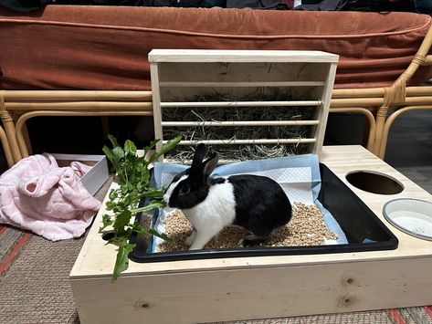 Dutch rabbit Rabbits For Sale | Upland, CA Bunny Litter Box, Rabbit Feeder, Rabbit Hay Feeder, Rabbit Enclosure, Rabbits For Sale, Rabbit Litter, Rabbit Litter Box, Rabbit Accessories, Rabbit Hay