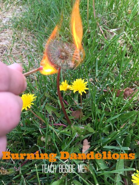 nature experiment Burning dandelions Burning Dandelion, Science Experiments For Elementary, Nature Experiments, Homeschool Science Projects, Science Plants, Home School Classroom, Science For Toddlers, Study Activities, Nature Studies