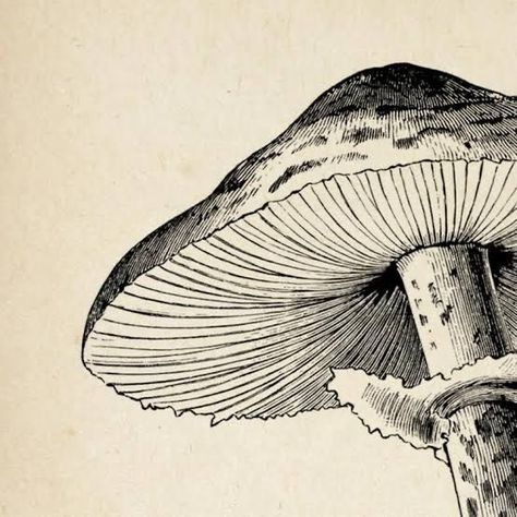 Mushrooms Aesthetic Drawing, Indie Posters, Vintage Mushroom Art, Mushroom Artwork, Fungi Illustration, Bubble Drawing, Mushroom Poster, Grunge Posters, Arte Grunge