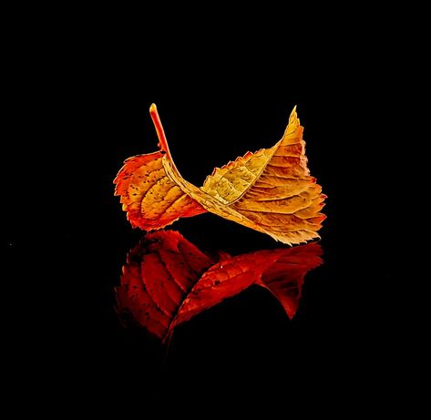 Fall Clip Art, Fall Portraits, Leaf Photography, Fabric Painting On Clothes, Reflection Photography, Autumn Leaves Photography, Autumn Scenes, Photography Games, Autumn Leaf