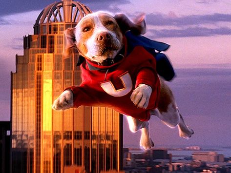 Underdog Movie, California Baptist University, The Underdogs, Dog Wallpaper, Dog Pin, Face Off, Spiders, Boys Who, Disney Movies