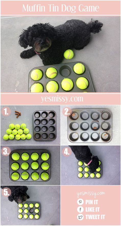 Katt Grejer, Diy Dog Toys, Cesar Millan, Diy Dog Bed, Dog Enrichment, Dog Games, Puppy Stuff, Dog Hacks, Dog Ideas