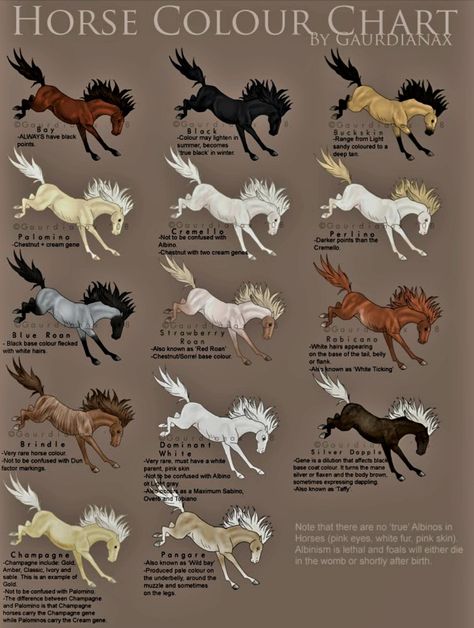 Horse equine Color Chart visuals Horse Color Chart, Horse Types, Equine Studies, Horse Coat Colors, Types Of Horses, Horse Coloring, White Horse, Color Chart, Horses