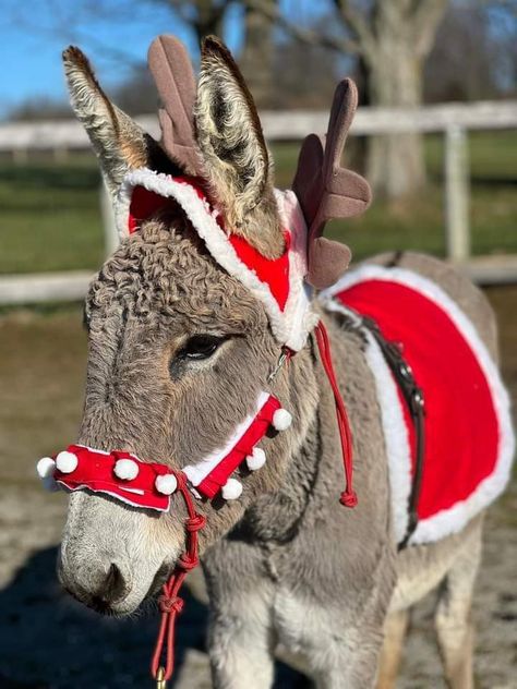 Christmas Donkey Pictures, Mini Donkeys, Donkey Farm, Donkey Christmas, Pets Photos, Mini Donkey, Christmas Donkey, Cute Donkey, Holiday Deco