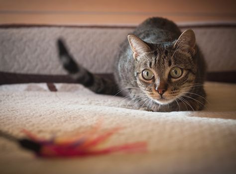 cat articles Cat Hunting Pose, Cat Hunting, Cat Having Kittens, Cat Behavior Problems, Cat Laser, Animal Behaviorist, Cat Urine, Holistic Care, Animal Health