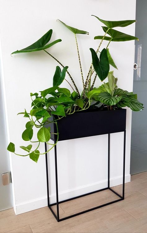 Modern Plant Display, Awkward Wall Space Decor, Urban Jungle Living Room, Jungle Home Decor, Urban Jungle Interior, Home Jungle, Vstupná Hala, Plant Styling, نباتات منزلية