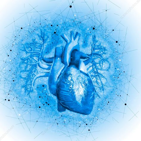 Biological Heart Wallpaper, Half Human Heart Wallpaper, Blue Heart Aesthetic, Blue Human Heart, Blue Human Heart Wallpaper, Real Blue Heart Wallpaper, Blue Heart Astethic, Blue Anatomical Heart, Human Heart Art