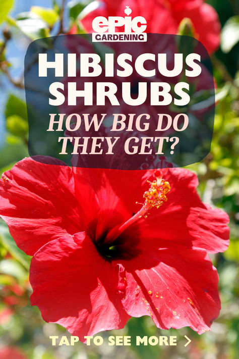 Large, bright red, fully bloomed hibiscus flower Hibiscus Varieties, Hibiscus Shrub, Hibiscus Bush, Flower Lipstick, Hardy Hibiscus, Urban Farmer, Starting A Garden, Diy Garden Projects, Different Flowers