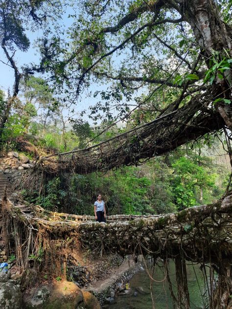 The root bridges of Meghalaya are a treat to the eyes. 💚 #nongriat #doublerootbridge #rootbridge #meghalaya #travel #meghalayadiaries #backpacking Meghalaya Travel, Wooden Bridge, Travel Journal Ideas, Grade 5, Fantasy Series, Dream Destinations, Railroad Tracks, Travel Journal, Journal Ideas