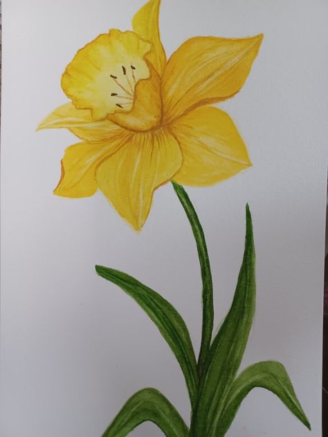 Yellow Daffodils Painting, Dafadills Flowers Drawing, Dafodill Flowers Drawing, Daffodils Drawing, Daffodil Drawing, Yellow Vibe, Yellow Daffodils, Bible Notes, Love Cards