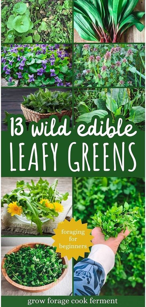 Foraging for beginners is made easy with our comprehensive list of 13 wild edible leafy greens available in spring. From the tender leaves of chickweed to the hearty greens of dandelion, this guide is your gateway to the world of wild edibles. Learn how to enhance your meals with the flavors of spring. For in-depth guidance on edible wild plant identification and recipes, visit growforagecookferment.com. Common Garden Weeds, Flowers Recipes, Foraging Guide, Porch Boards, Yarrow Plant, Medicinal Weeds, Medicinal Wild Plants, Wild Food Foraging, Plantain Leaves