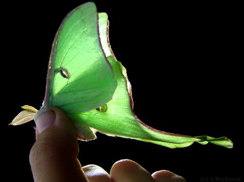 Back lit Luna Moth Moth Fly, Luna Moths, Side View Drawing, Fly Drawing, Lunar Moth, Moth Wings, Butterfly Art Painting, Moon Moth, Moth Art