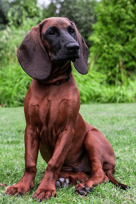 Bavarian mountain hound Hunting Dog Names, Bavarian Mountain Hound, Service Dogs Breeds, Dog Hunting, Plott Hound, Redbone Coonhound, Disabled Dog, Dog List, Dream Dog