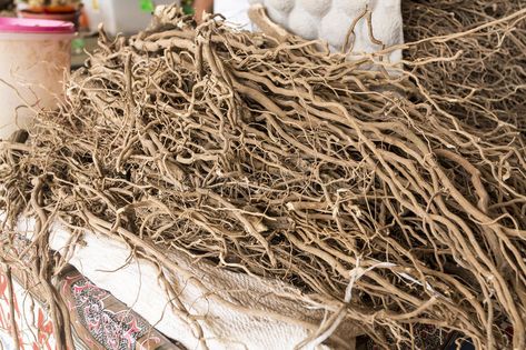 Kava Root. Freshly harvested and dried Kava root in a Fijian farmers market #Sponsored , #sponsored, #AFFILIATE, #Freshly, #Kava, #farmers, #harvested Piper Methysticum, Herbs Image, Fba Seller, Tropical Punch, Amazon Gifts, Commercial Design, Royalty Free Photos, Grapevine Wreath, Farmers Market