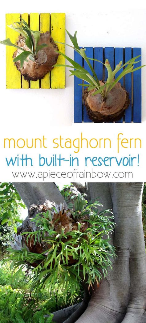 How to Grow, Mount and Propagate Staghorn Fern - A Piece Of Rainbow Mounted Staghorn Fern, Staghorn Plant, Staghorn Fern Mount, Elkhorn Fern, Plant Vibes, Forest Kitchen, Elk Horn, Florida Plants, Staghorn Fern