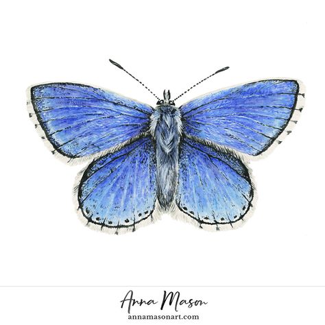 Adonis Blue Butterfly - Anna Mason Art Adonis Butterfly, Adonis Blue Butterfly, Watercolor Realism, Butterfly Paintings, Insect Illustration, Anna Mason, Painting Methods, Realistic Pencil Drawings, Loose Watercolor