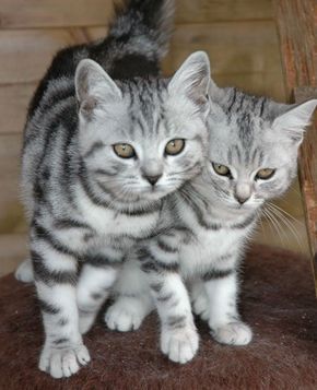 40-pictures-of-cute-silver-tabby-kittens-9 Silver Tabby Kitten, Kittens For Sale Near Me, Tabby Kittens, Silver Tabby Cat, Kittens For Sale, Cat Ideas, Tabby Kitten, Puppies And Kitties, Cats For Sale